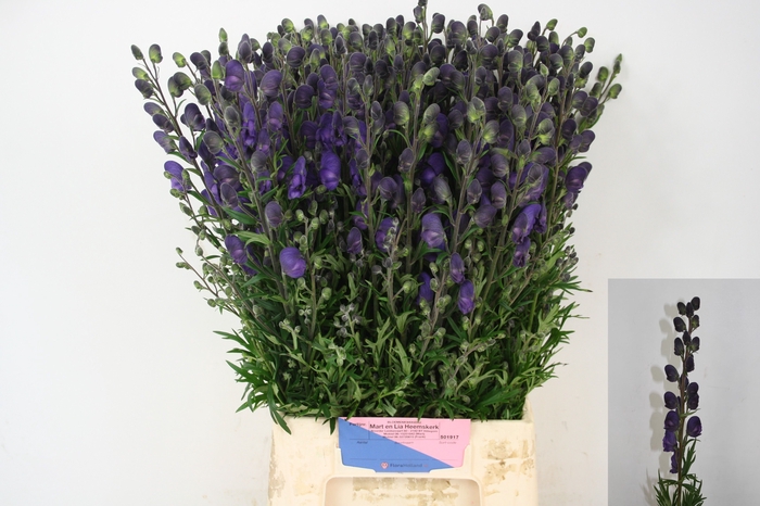 <h4>Aconitum Pyramidale Mart Lia Heemskerk</h4>