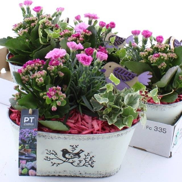 <h4>ARR TUINPLANTEN</h4>