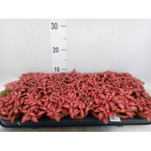 Fittonia verschaf. 'Forest Flame'