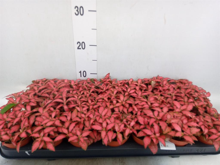 <h4>Fittonia verschaf. 'Forest Flame'</h4>