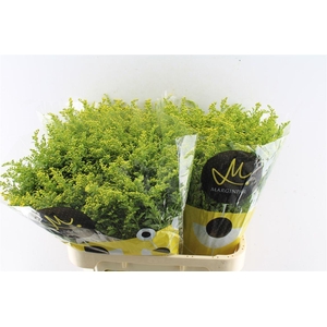 Solidago Carzan Glory 80cm 50 Gram