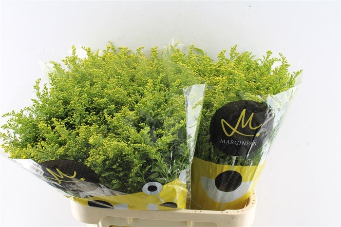 <h4>Solidago Carzan Glory 80cm 50 Gram</h4>