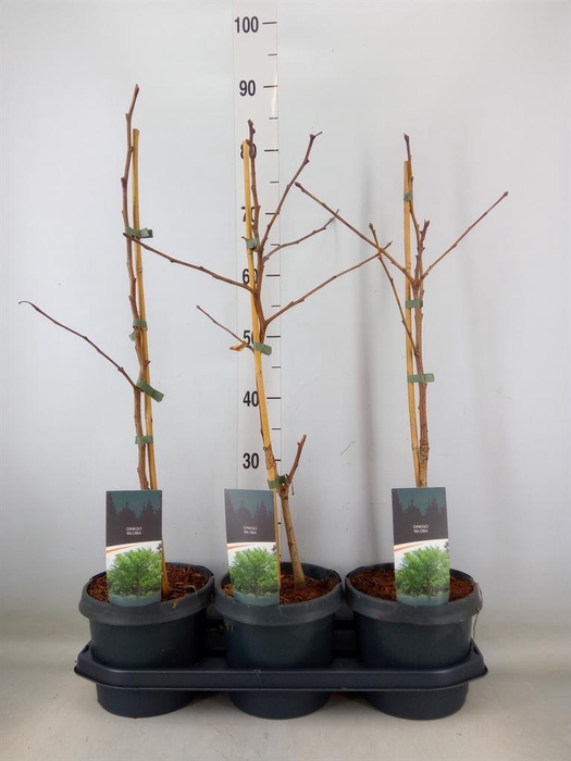 <h4>Ginkgo biloba   ...</h4>