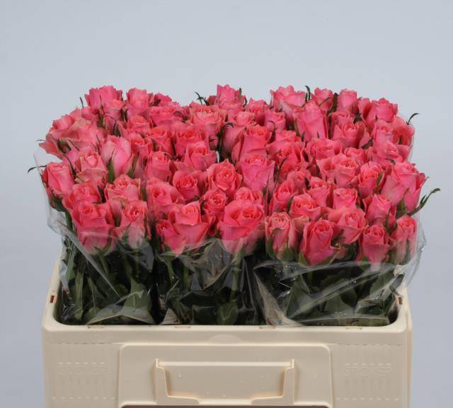 <h4>R GR ACE PINK+</h4>