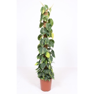 Philodendron Scandens Brasil