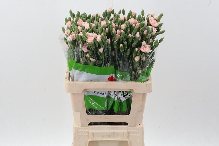 <h4>Di Tr Balsamic x20</h4>