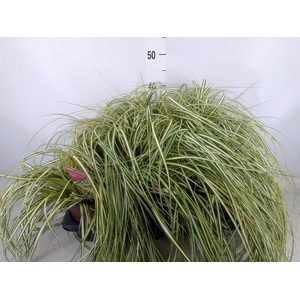 Carex hachijoensis 'Evergold'