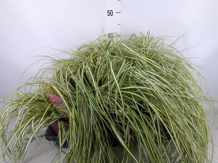 <h4>Carex hachijoensis 'Evergold'</h4>