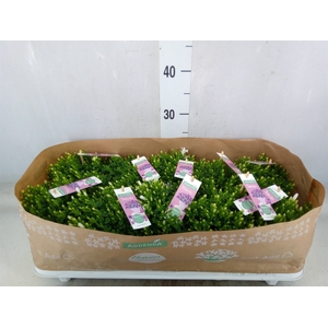Campanula porten. 'Ambella White'