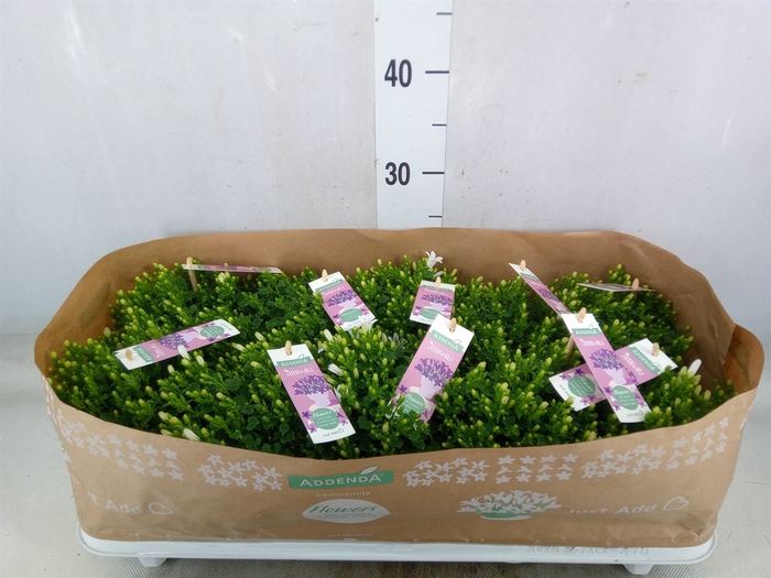 <h4>Campanula porten. 'Ambella White'</h4>