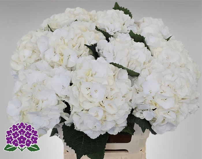 <h4>HYDR M MY AKITO</h4>