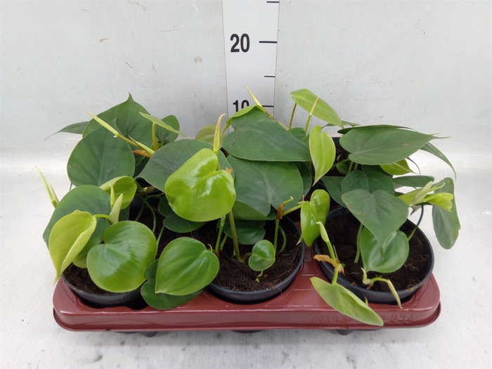 <h4>Philodendron scand.</h4>