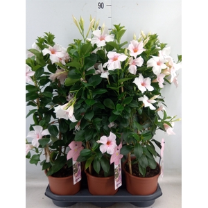 Mandevilla sand. 'SumStar Pink Tou'