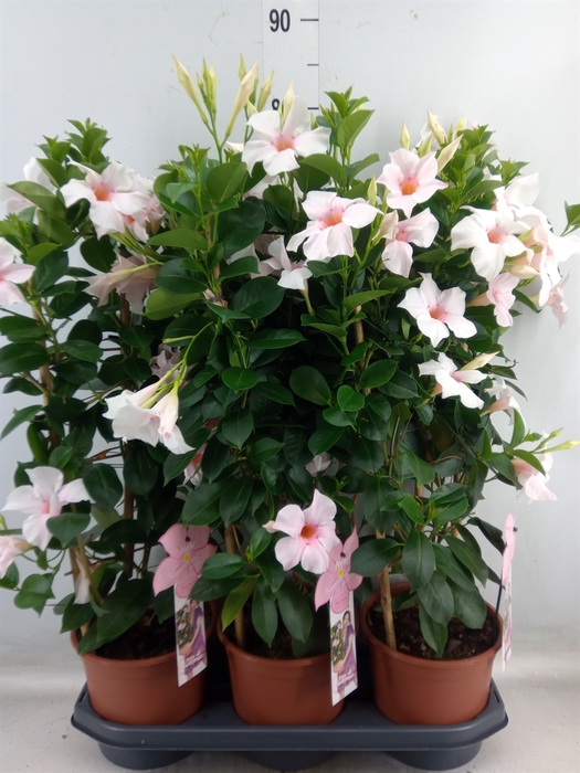 <h4>Mandevilla sand. 'SumStar Pink Tou'</h4>