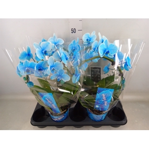 Phalaenopsis   ...