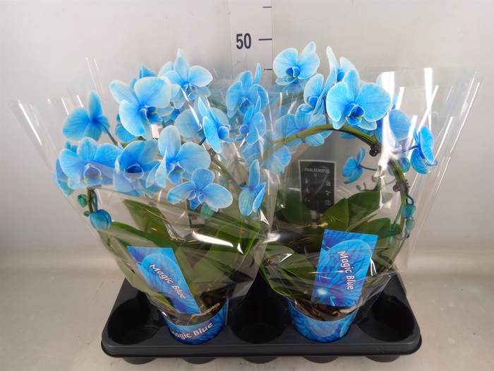 <h4>Phalaenopsis   ...</h4>