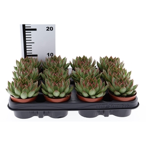 Echeveria   ...