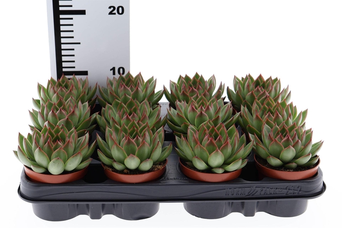 <h4>Echeveria   ...</h4>