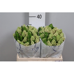 Hyac China Pink
