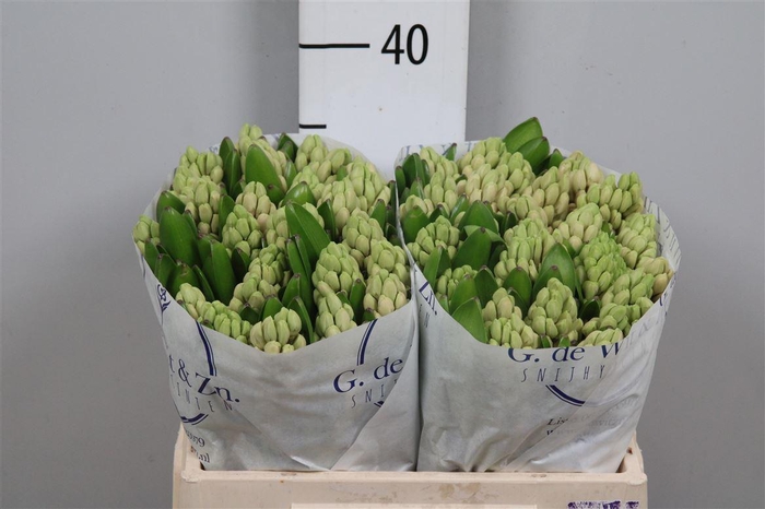 <h4>Hyac China Pink</h4>