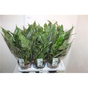 Spath Diamond Bontbladig P17