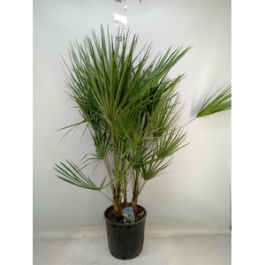 Chamaerops humilis