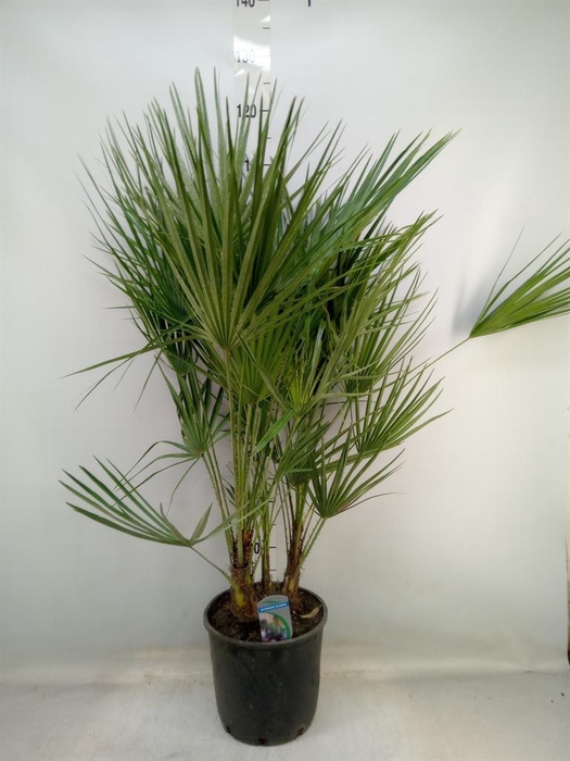 <h4>Chamaerops humilis</h4>