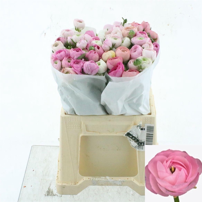 <h4>RAN SU CONFETTO</h4>