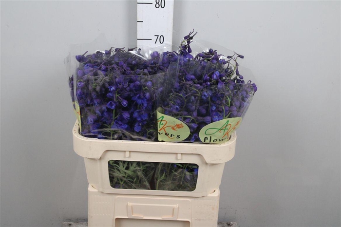 <h4>Delph En Donna</h4>