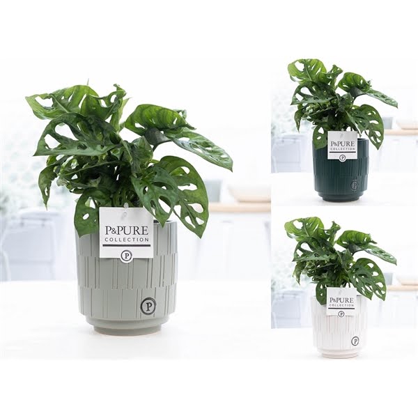 <h4>Monstera Adansonii in P&PURE Tess 2 ceramics ass.3</h4>