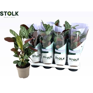 CTENANTHE COMPACTSTA