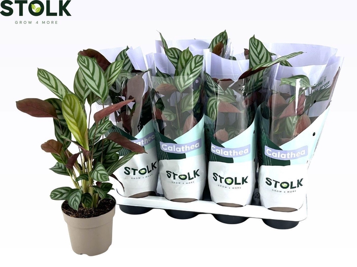 CTENANTHE COMPACTSTA