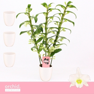 Dendrobium Nobilé, Apollon 3-spike in Lotte White 'Orchid Collection'