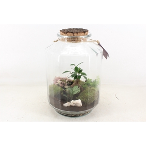 arr3 WR - Terrarium Strepe