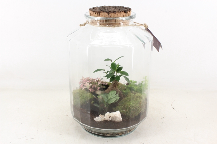 <h4>arr3 WR - Terrarium Strepe</h4>