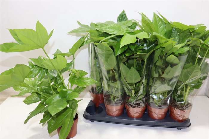 <h4>Fatsia Ov</h4>