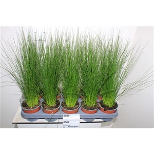 Juncus Penc Grass