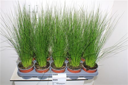 <h4>Juncus Penc Grass</h4>