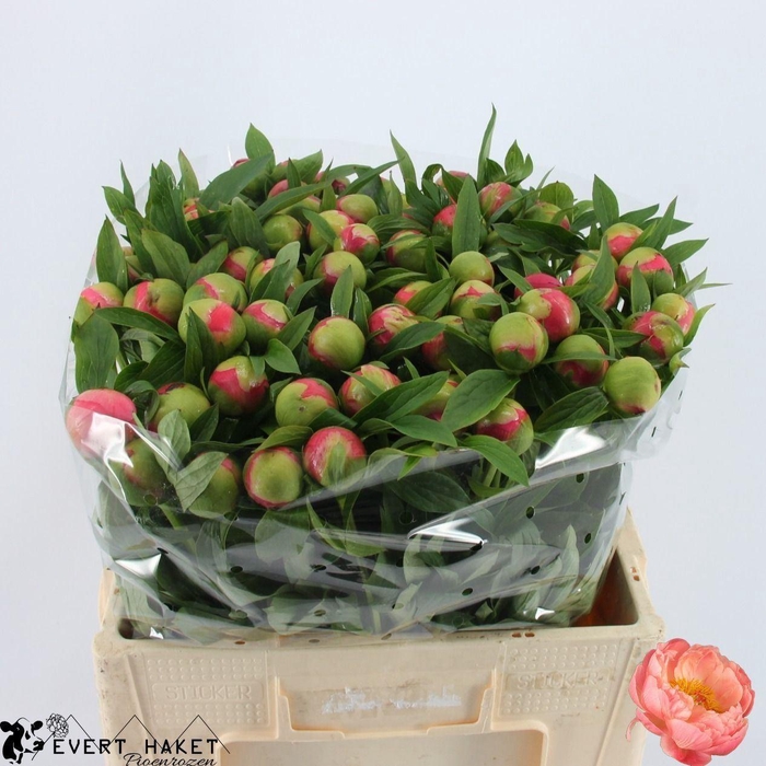 <h4>PAEONIA CORAL CHARM</h4>