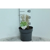 Panicum Virgatum Northwind