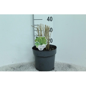 Panicum Virgatum Northwind