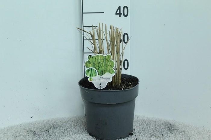 Panicum Virgatum Northwind