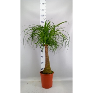 Beaucarnea recurvata