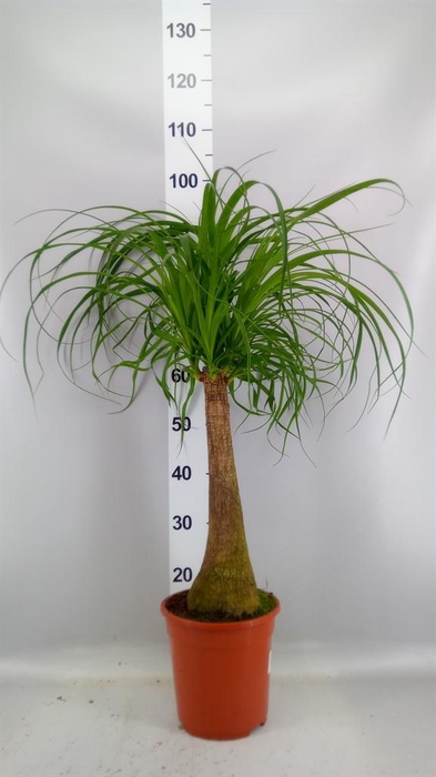 <h4>Beaucarnea recurvata</h4>