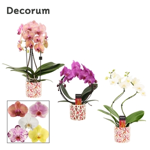Phalaenopsis vormen mix 2 tak in Julia (Deco-collection)