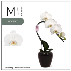 Mimesis Phal. Swan White - 1 spike 7cm in Martine Black Ceramic