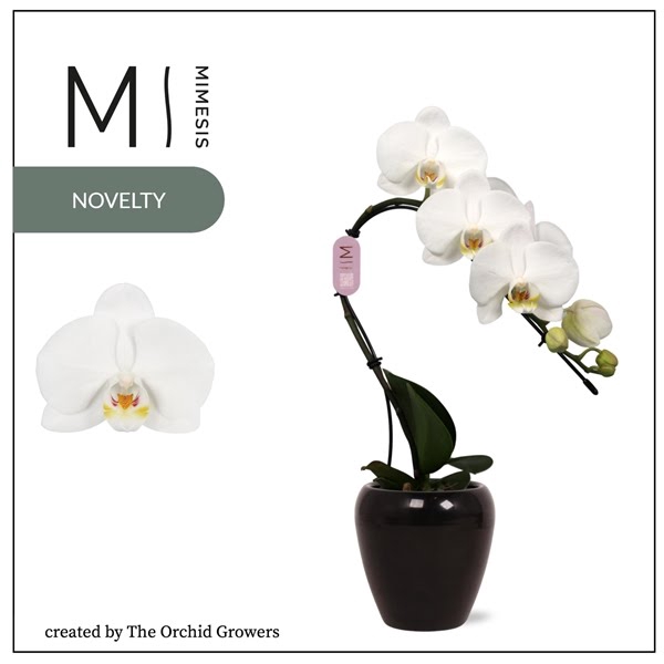 <h4>Mimesis Phal. Swan White - 1 spike 7cm in Martine Black Ceramic</h4>