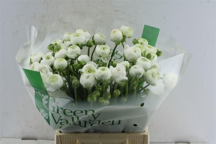 <h4>Ran Aazur White</h4>