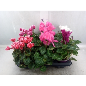 Cyclamen MD 'Allure'