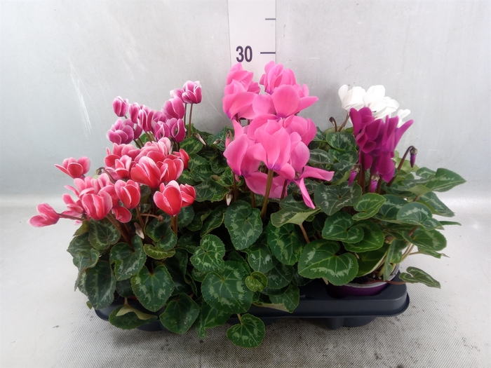 Cyclamen MD 'Allure'